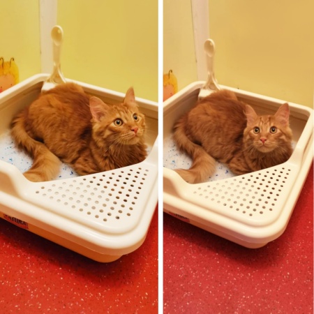 Лоток для кошек Catidea 44х44х14,5 см с совком, кремовый​