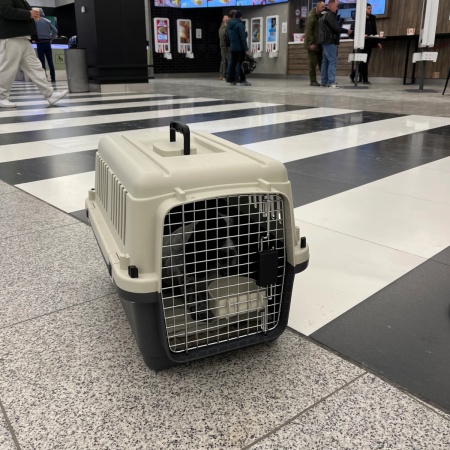 Переноска Departures Range 60х40х40 см, авиапереноска Pet Choice авиа стандарт для животных до 10 кг